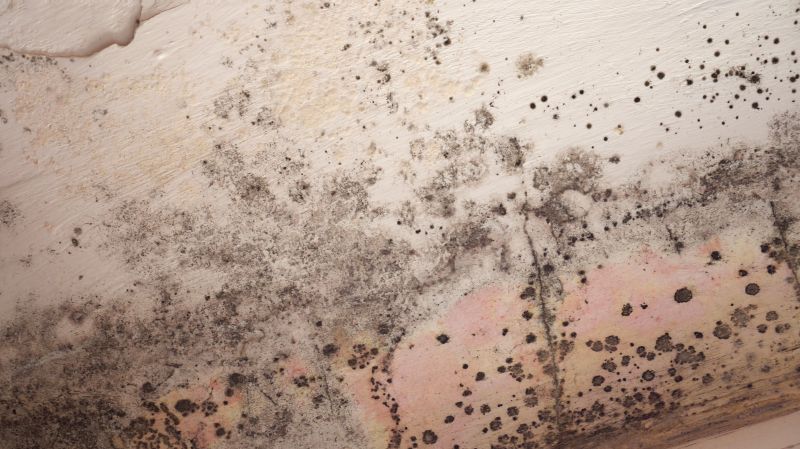 Attic Mold Remediation in Jupiter, FL