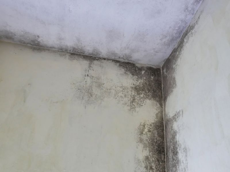 Attic Mold Removal in Boca Raton, FL