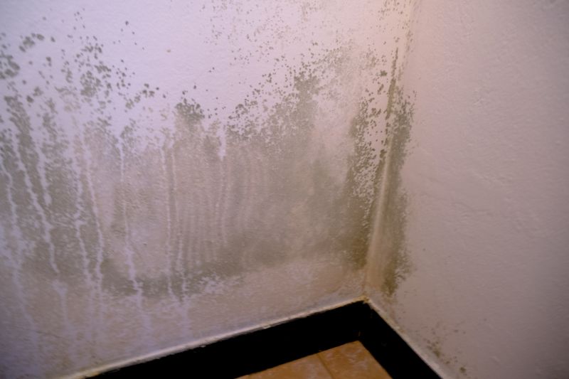Attic Mold Removal in Fort Lauderdale, FL