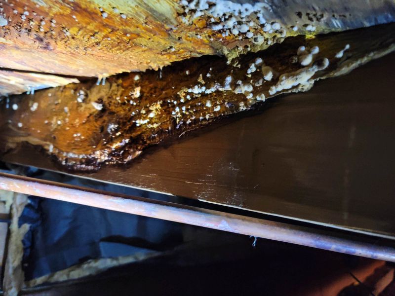 Basement Mold Removal in Fort Lauderdale, FL
