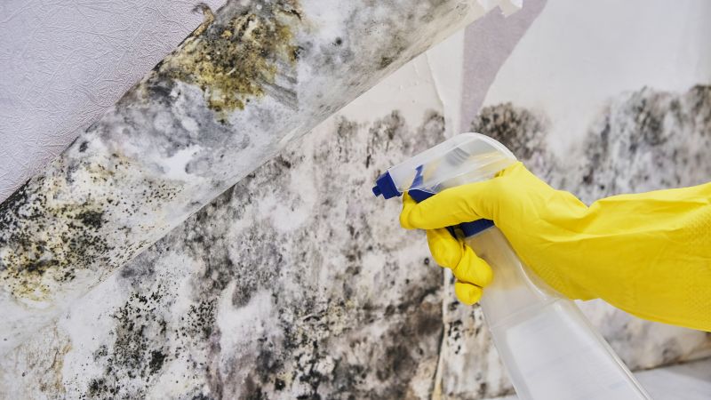 Black Mold Removal in Fort Worth, TX