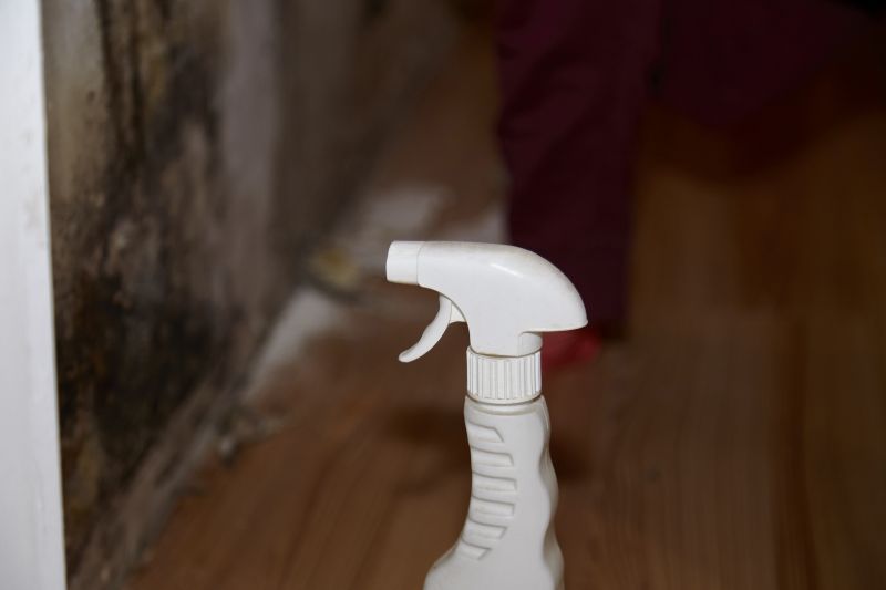 Mold Cleanup Service in Broward County, FL