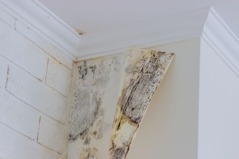 Mold Cleanup Service in Boca Raton, FL