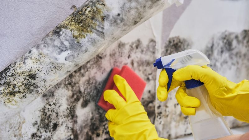 Mold Control in Arlington, TX