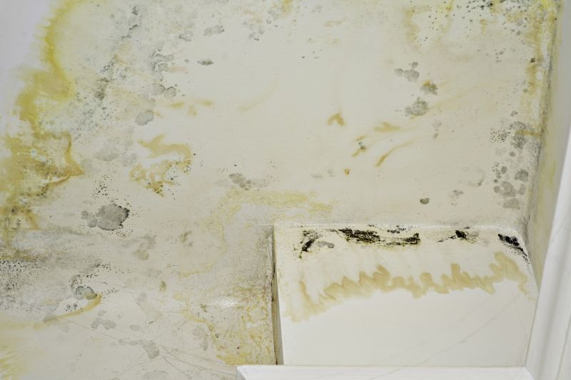 Mold Restoration in Jupiter, FL