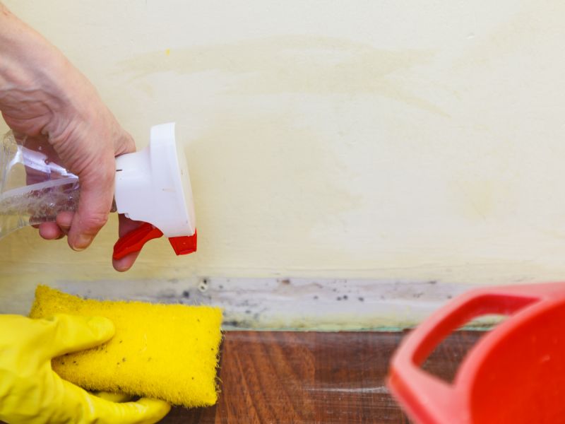 Mold Treatment Service in Fort Lauderdale, FL