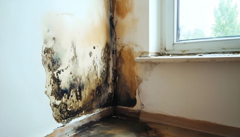 White Mold Mitigation in Bergen County, NJ