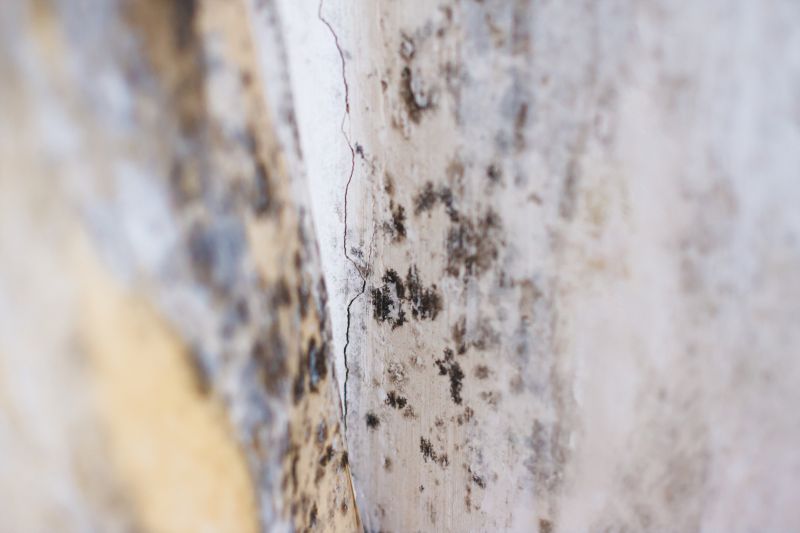 White Mold Mitigation in Broward County, FL